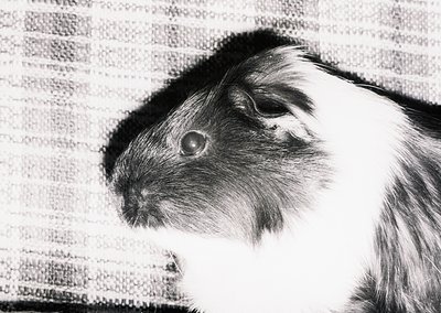 Black-and-white close-up of a guinea pig with expressive, forward-facing eyes and dense fur, set against a textured wall. Hig...