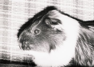 Close-up of a guinea pig with dense, contrasting white and dark fur, set against a textured, neutral background. High-contras...