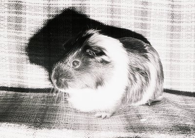 Black-and-white sketch of a guinea pig with distinct white and dark fur markings, resting on a textured surface. The animal’s...