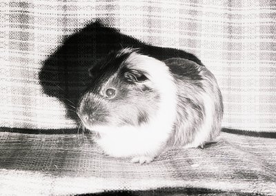 Black-and-white portrait of a guinea pig with distinct white and dark fur markings, resting on a textured surface. Classic mo...
