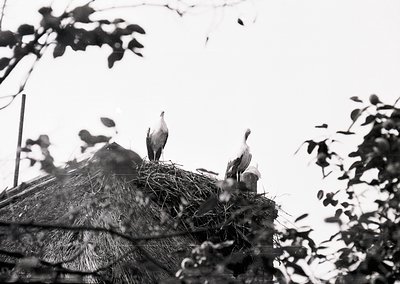 Three storks perch atop a thatched-roof nest, framed by tree branches. Black-and-white monochrome captures natural textures—s...