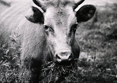 Black-and-white portrait of a mature bull grazing in a grassy field, likely mid-20th century. Distinctive curved horns and te...