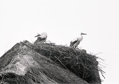 Two storks perch atop a large nest on a thatched roof, showcasing natural nesting behavior. The monochrome composition highli...