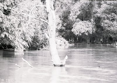 Black-and-white river scene with dense foliage framing both banks. Reflections of trees ripple across calm water, suggesting ...