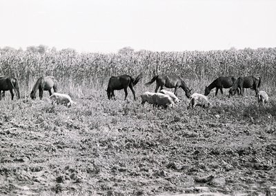 Black-and-white pastoral scene of cattle grazing in a dry, open field with sparse vegetation. Likely mid-20th century agricul...