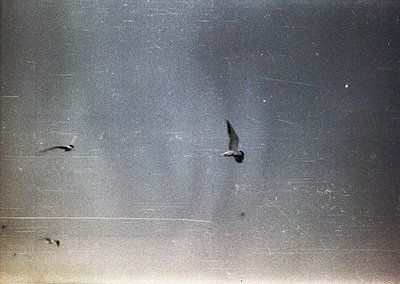 Vintage sepia-toned photo showing two birds in flight against a blurred, textured background—likely early 20th-century glass ...
