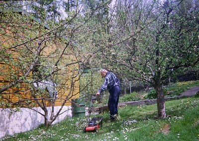 Man in plaid shirt operates vintage red lawnmower in lush garden, surrounded by pruned fruit trees and yellow-painted stone w...