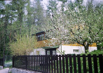 Two-story cottage with yellow and white exterior, partially obscured by blooming cherry blossoms. Black metal fence with vert...