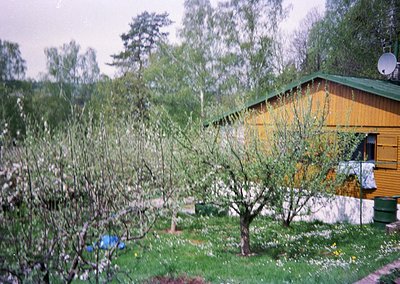 Vintage yellow wooden cabin nestled in a lush garden with blooming cherry trees in full bloom. Overcast sky enhances soft, di...