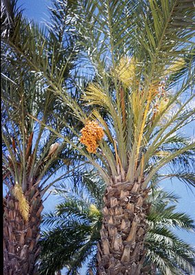 Close-up of mature date palm clusters bearing golden-orange fruit against clear blue sky. Textured fronds and fibrous trunks ...