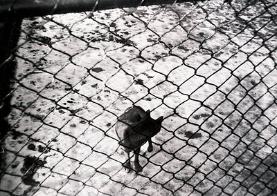 Child in motion on patterned pavement, captured from low angle. Geometric cobblestone surface with irregular stains. Mid-20th...