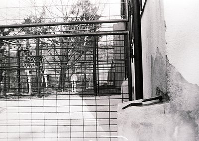 Black-and-white shot of a barred balcony overlooking a courtyard. Concrete walls and metal railings dominate the scene, sugge...