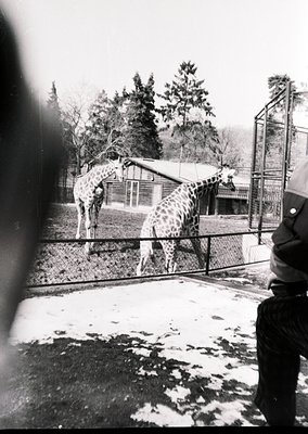 Mid-20th century zoo scene: two giraffes in an enclosed area with wooden structures and metal fencing. Snow covers the ground...