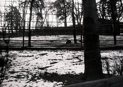 Black-and-white photo of a caged enclosure with a single animal (likely a dog) in the background. Fenced perimeter with verti...