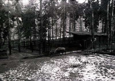 Black-and-white winter scene featuring a horse-drawn carriage parked under a covered shelter in a snowy forest clearing. Dens...