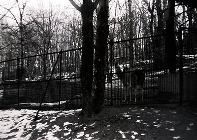 Black-and-white shot of a fenced enclosure with sparse winter snow, bare trees, and metal mesh barriers. Likely a zoo or anim...