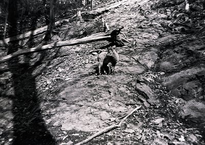 A person in traditional alpine attire guides a cow down a rocky, forested path, likely using a wooden pole. The scene capture...