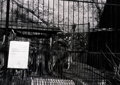 Black-and-white zoo enclosure featuring two bears in a rusted metal cage, likely in the 1950s–1970s. Signage in Latin script ...
