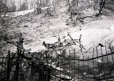 Black-and-white photo of a fenced enclosure with three deer standing on uneven terrain amid fallen trees and branches. Likely...