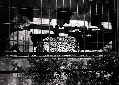 Leopard in confined metal enclosure, likely a zoo or wildlife exhibit. Dark, high-contrast black-and-white composition highli...