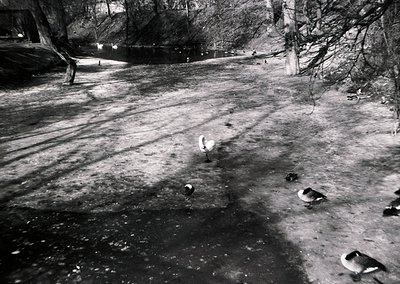 Black-and-white urban scene featuring a frozen canal with a lone duck walking on thin ice. Bare trees and leafless branches f...