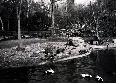 Black-and-white pond scene featuring ducks swimming and resting on rocks. Leafless trees and gravel path suggest late autumn/...