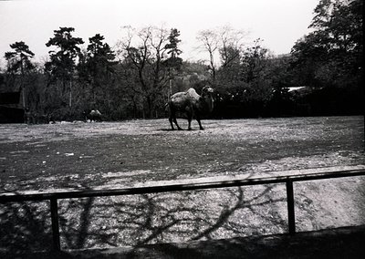 Two elephants in an enclosed, snow-covered area, likely a zoo or sanctuary. The foreground shows a metal fence with shadowed ...
