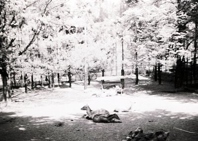 Mid-20th century black-and-white photo of a fallen horse in a wooded area, likely post-WWII. Dense forest with tall trees fra...