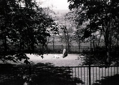 Black-and-white shot of a lone figure seated on a low wall in a shaded courtyard, surrounded by dense foliage. The scene evok...