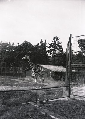 Mid-20th century zoo enclosure featuring a giraffe standing near a wooden shelter. Fenced area with chain-link barriers and g...