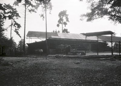 Rural barn with corrugated metal roof, surrounded by fenced livestock pens. Two horses and cattle graze under shelter. Dense ...