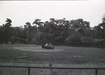 Black-and-white shot of a lone elephant resting in an open, wooded area, likely a sanctuary or reserve. Dense forest and scat...