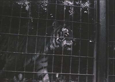 Black-and-white shot of a tiger in a confined metal cage, framed by vertical bars. The animal’s head and upper body dominate ...