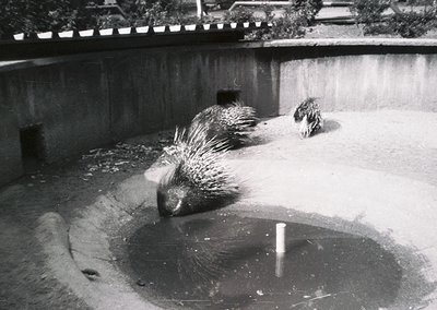 Two porcupines in a shallow, circular watering hole, likely in a zoo or wildlife enclosure. Distinctive quills and muddy surr...