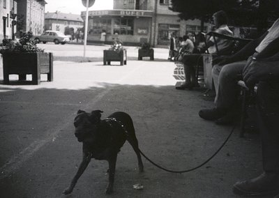 Black-and-white street scene featuring a small dog on a leash in the foreground, mid-stride on a paved area. Background shows...