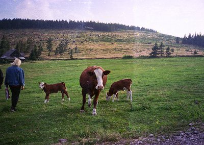 Pastoral scene featuring three cows—two calves and an adult—grazing in a lush green meadow. A person in a blue jacket stands ...