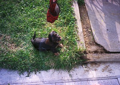 Cute black-and-tan puppy exploring grassy lawn near concrete curb. Red sneaker with white stripes hovers above, suggesting pl...