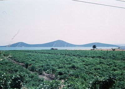 Vintage agricultural landscape with lush green fields under hazy skies, likely cotton or tobacco. Distant coastal hills and o...