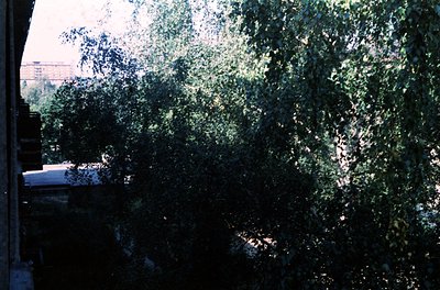 Vintage urban greenery shot through a window frame, showcasing dense foliage with dappled sunlight. Concrete ledge and brick ...