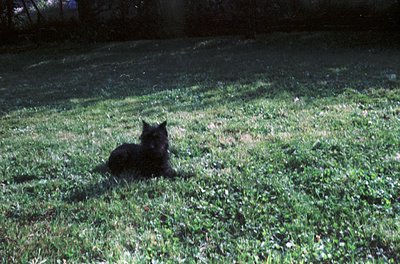 Black cat resting on well-manicured grass under dappled sunlight, with blurred asphalt path and tree shadows. Soft focus enha...