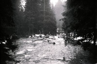 Black-and-white forest path blanketed in snow, flanked by dense evergreen trees. Sunlight filters through branches, illuminat...