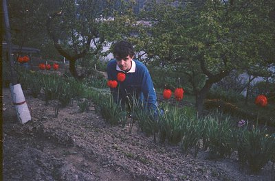 A person in a blue sweater tends to a garden bed of tulips and daffodils, surrounded by lush greenery under mature trees. The...