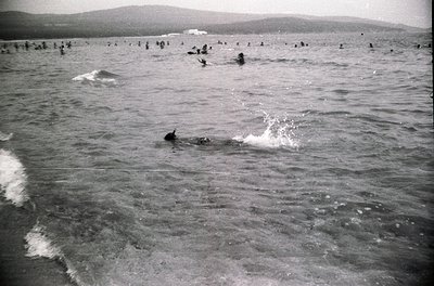 Crowded seaside scene with numerous swimmers in shallow water, likely mid-20th century. Distinctive wavy lines from a boat’s ...
