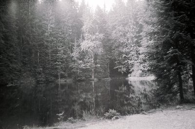 Black-and-white forest scene with snow-laden evergreens framing a tranquil pond. Sunlight filters through branches, casting d...