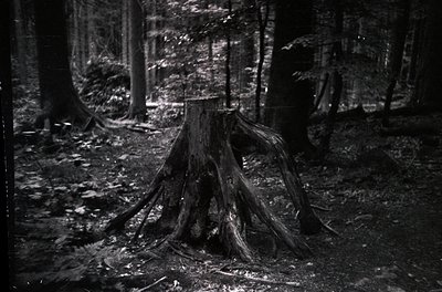 Vintage black-and-white forest scene featuring a fallen tree stump with exposed roots in a dense woodland. Sunlight filters t...