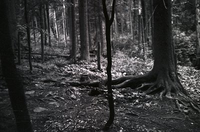 Dense forest floor with fallen logs, moss, and scattered debris under towering trees. High-contrast black-and-white compositi...