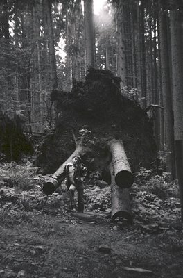Black-and-white forest scene featuring fallen timber logs arranged in a rough "X" formation, likely for transport or processi...