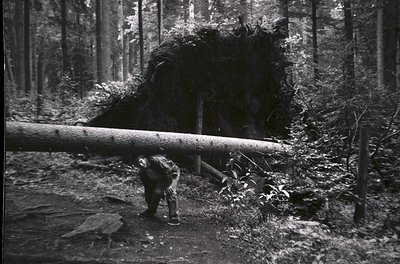 A lone logger pushes a massive felled tree trunk through a dense forest path, surrounded by towering pines. Mid-20th century ...