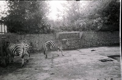 Two zebras in an enclosed stone-walled area, likely a zoo or wildlife park, mid-20th century. Concrete ground with a feeding ...