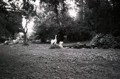 Black-and-white park scene featuring two white swans on a rocky, shallow pond surrounded by dense foliage. Path and distant f...
